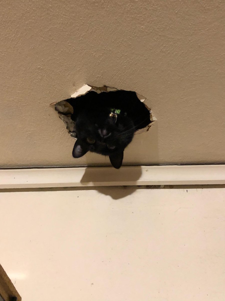 Мыши на потолке