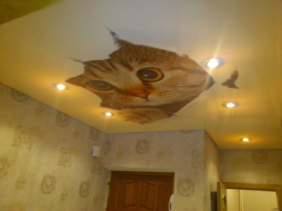 Коты и подвесные потолки