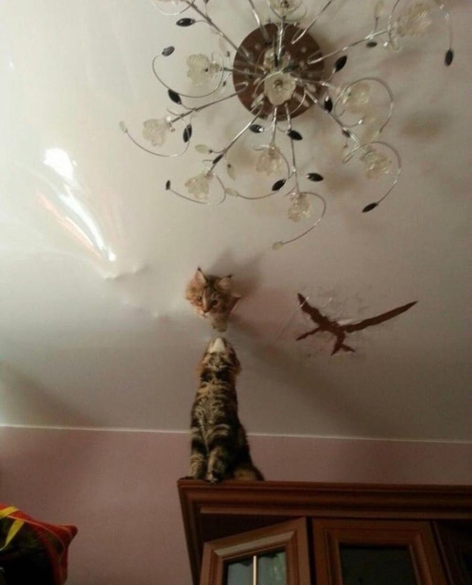 Коты и натяжные потолки