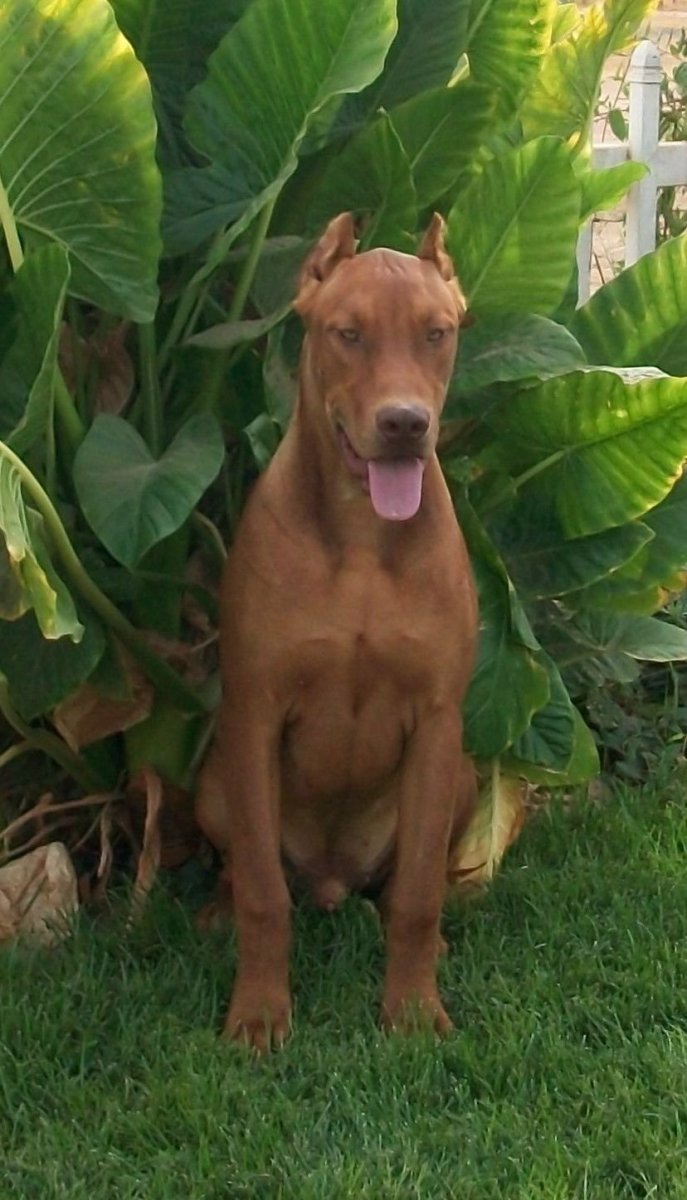 Питбуль пинчер