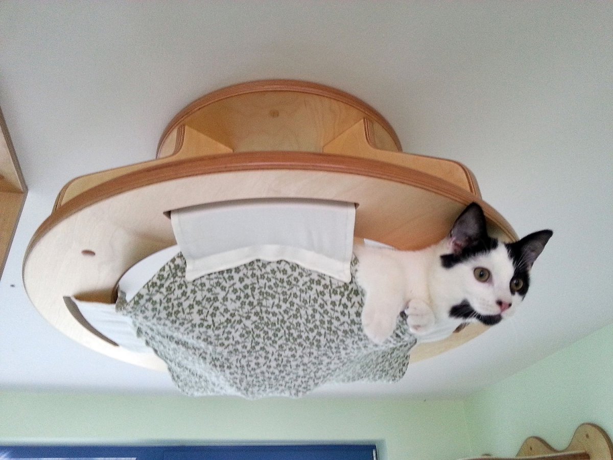 Кошачьи домики на потолке