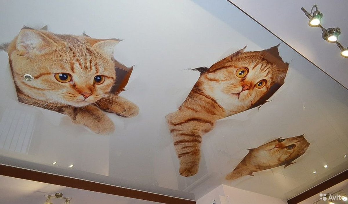 Фотопечать кот на потолке