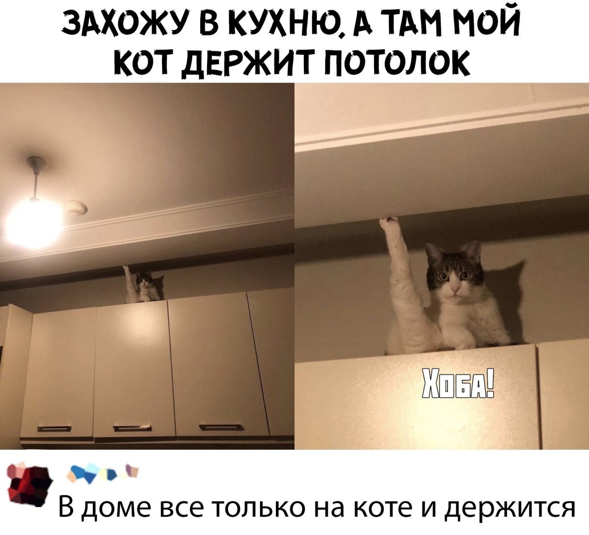 Кошка в натяжном потолке