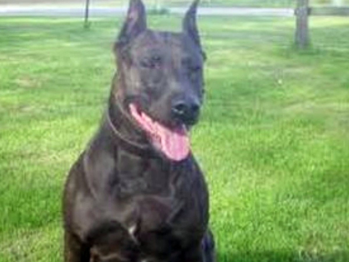 Метис питбуль и Доберман