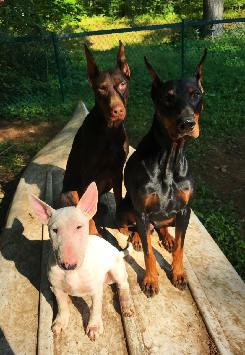 Бультерьер и Доберман