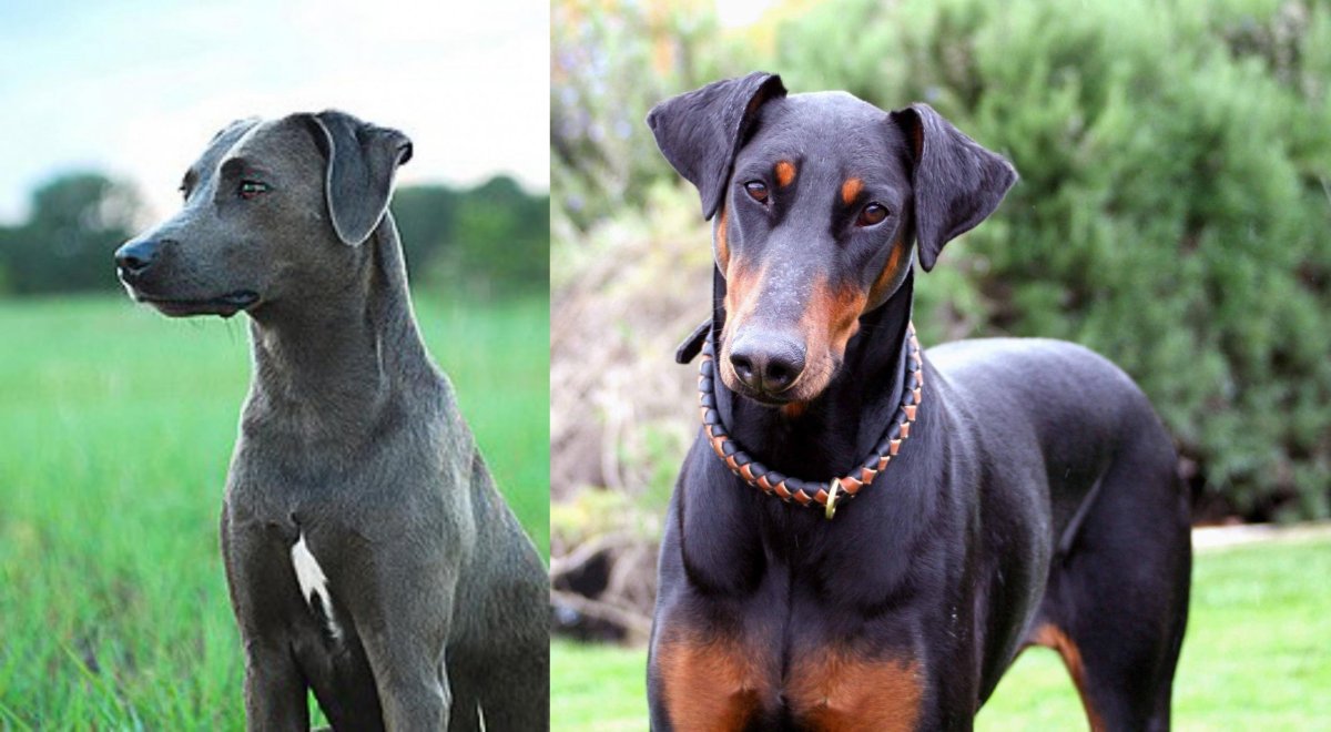 Доберман американский vs Европейский