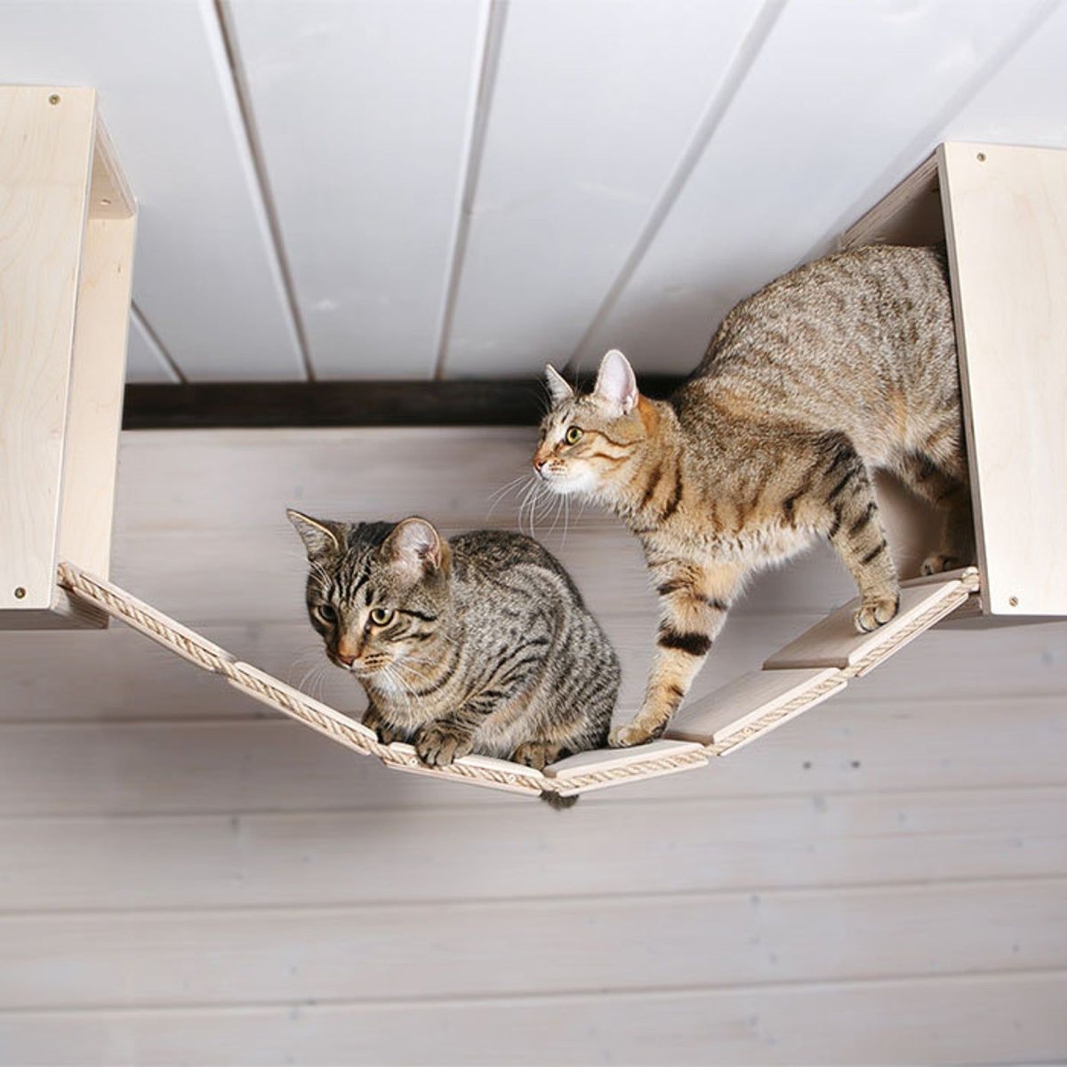 Лежанка для кошки на стену