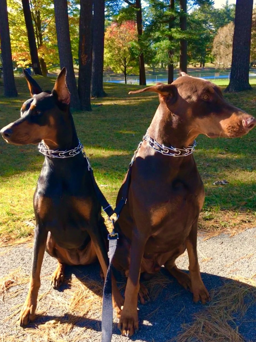 Помесь Доберман и Стаффорд