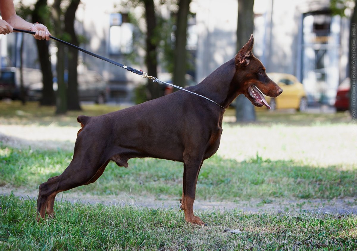 Чистокровный питбуль