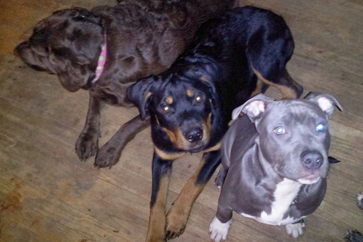 Питбуль ротвейлер Доберман
