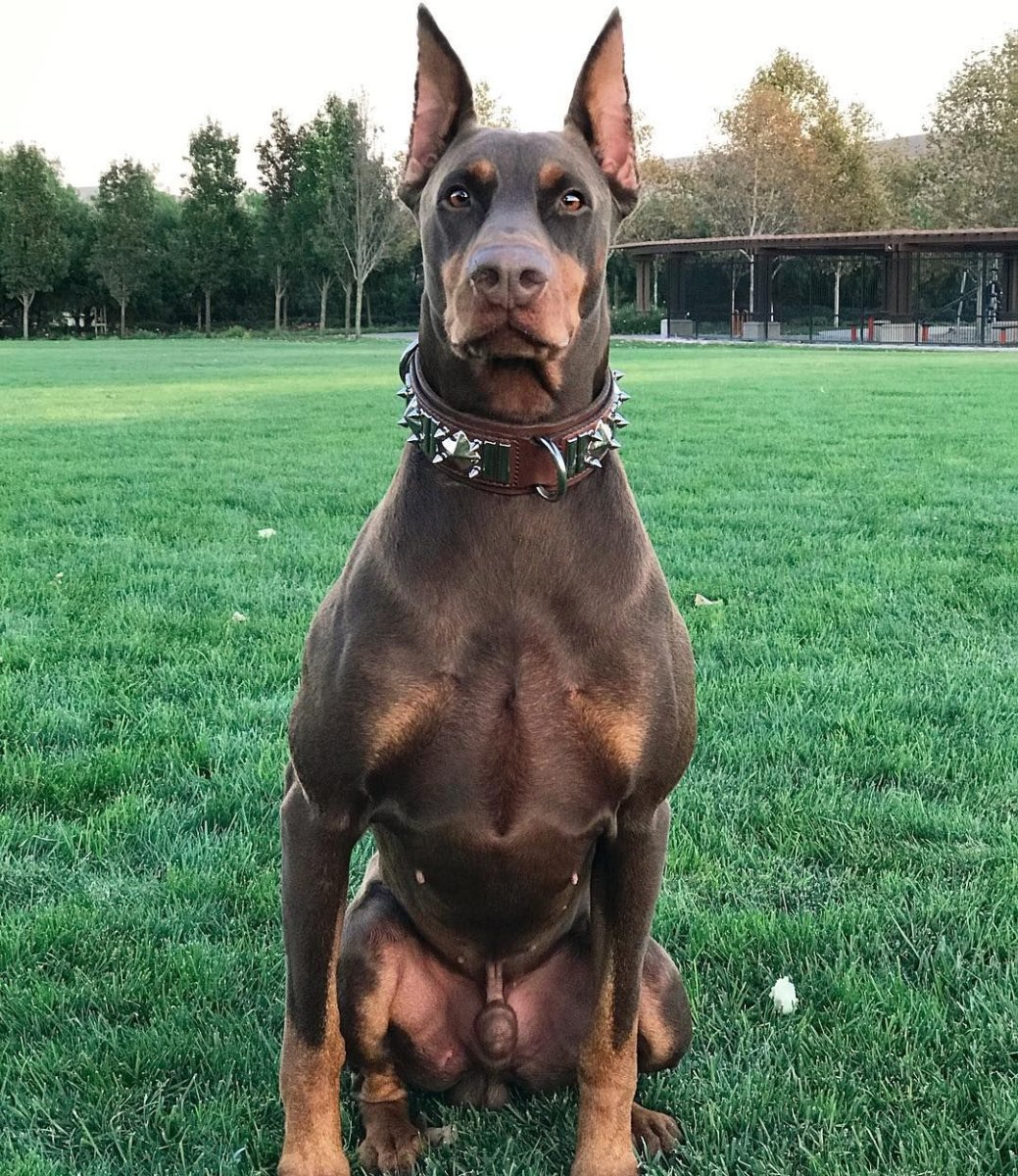 Коричневый Доберман с негром приколы