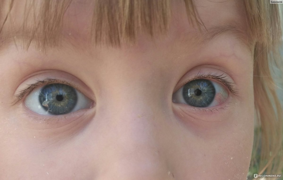 Глаза животных макро