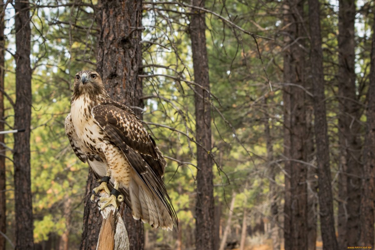 Хищные птицы Южного Урала