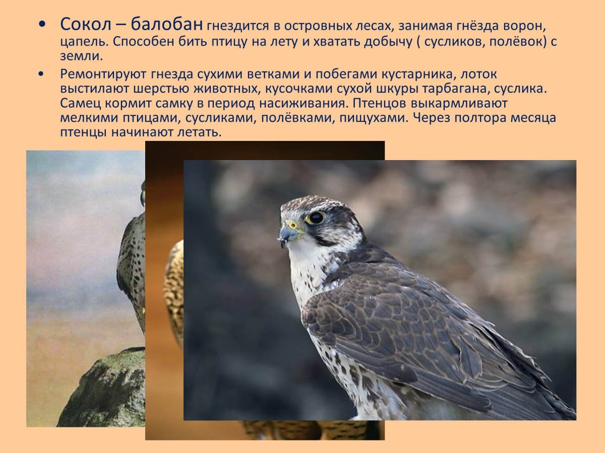 Сокол балобан краткое описание