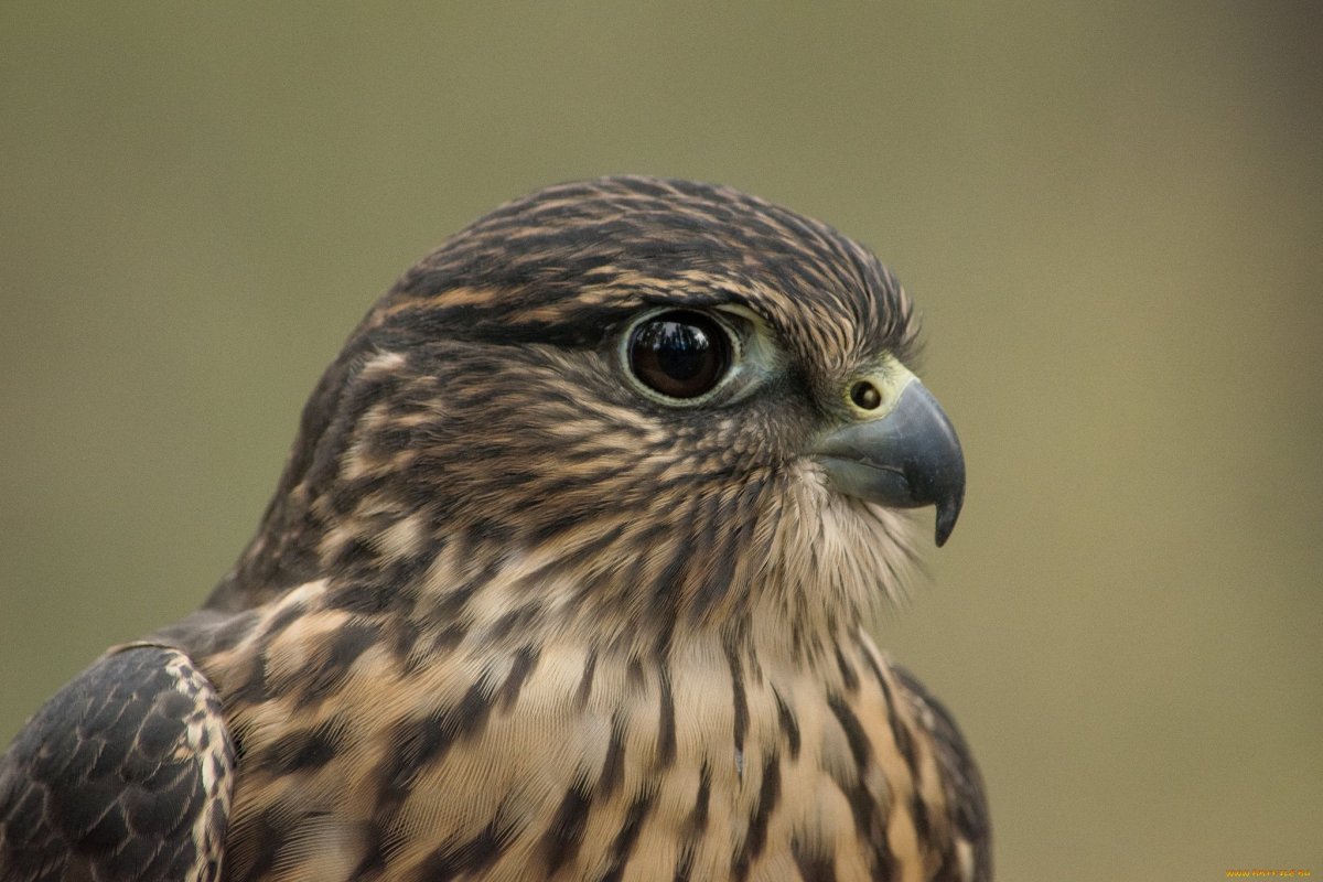 Хищные птицы Тверской области