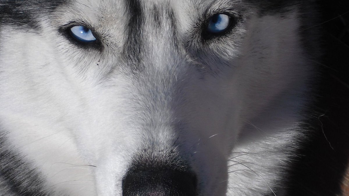 Необычные глаза животных