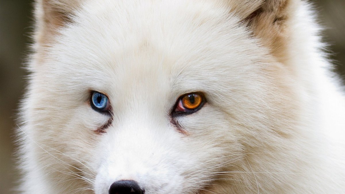 Хаски с зелеными глазами