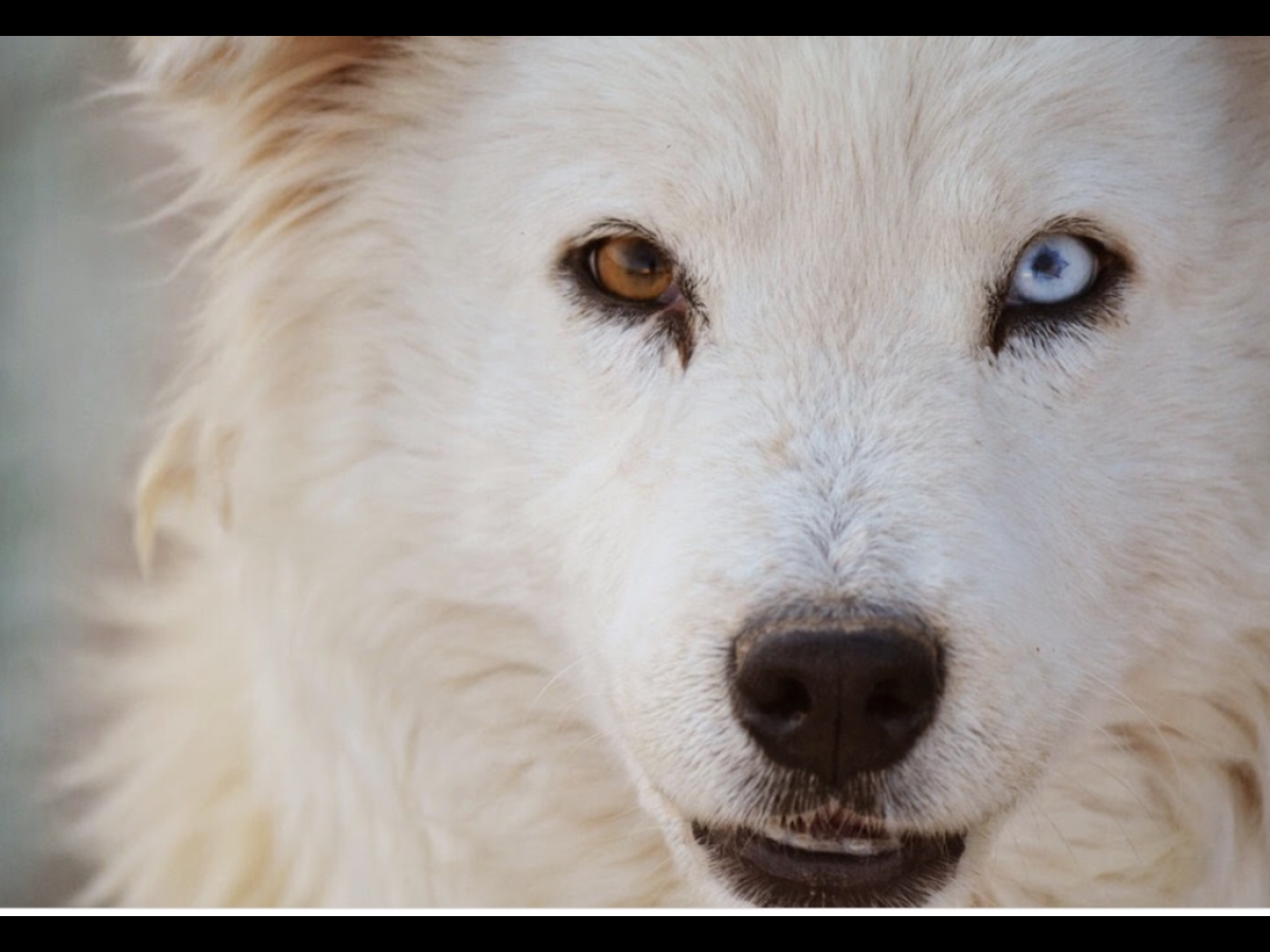 Глаза волка рисунок