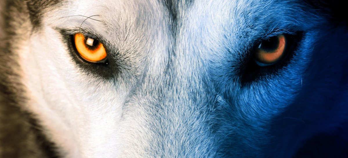 Лица Волков