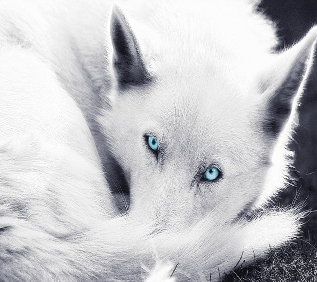 Коричневый волк