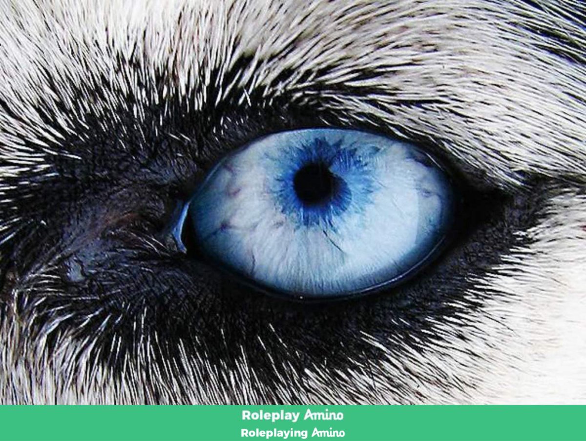 Волчьи глаза у человека