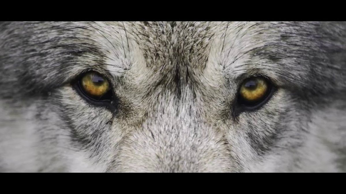 Волчий взгляд