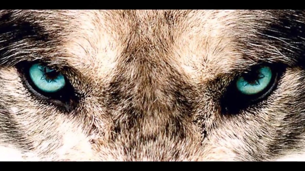 Морда волка