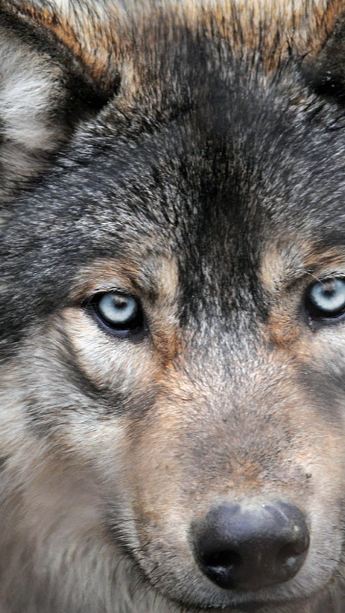 Глаза Волков