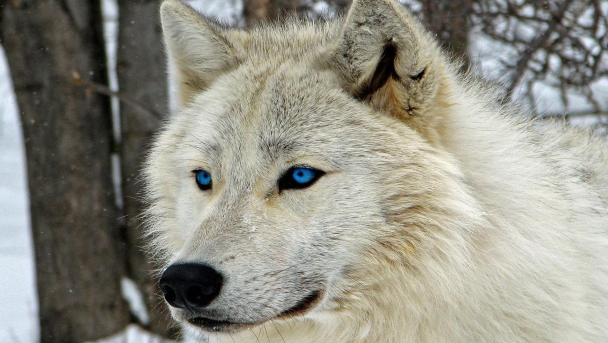 Взгляд волка