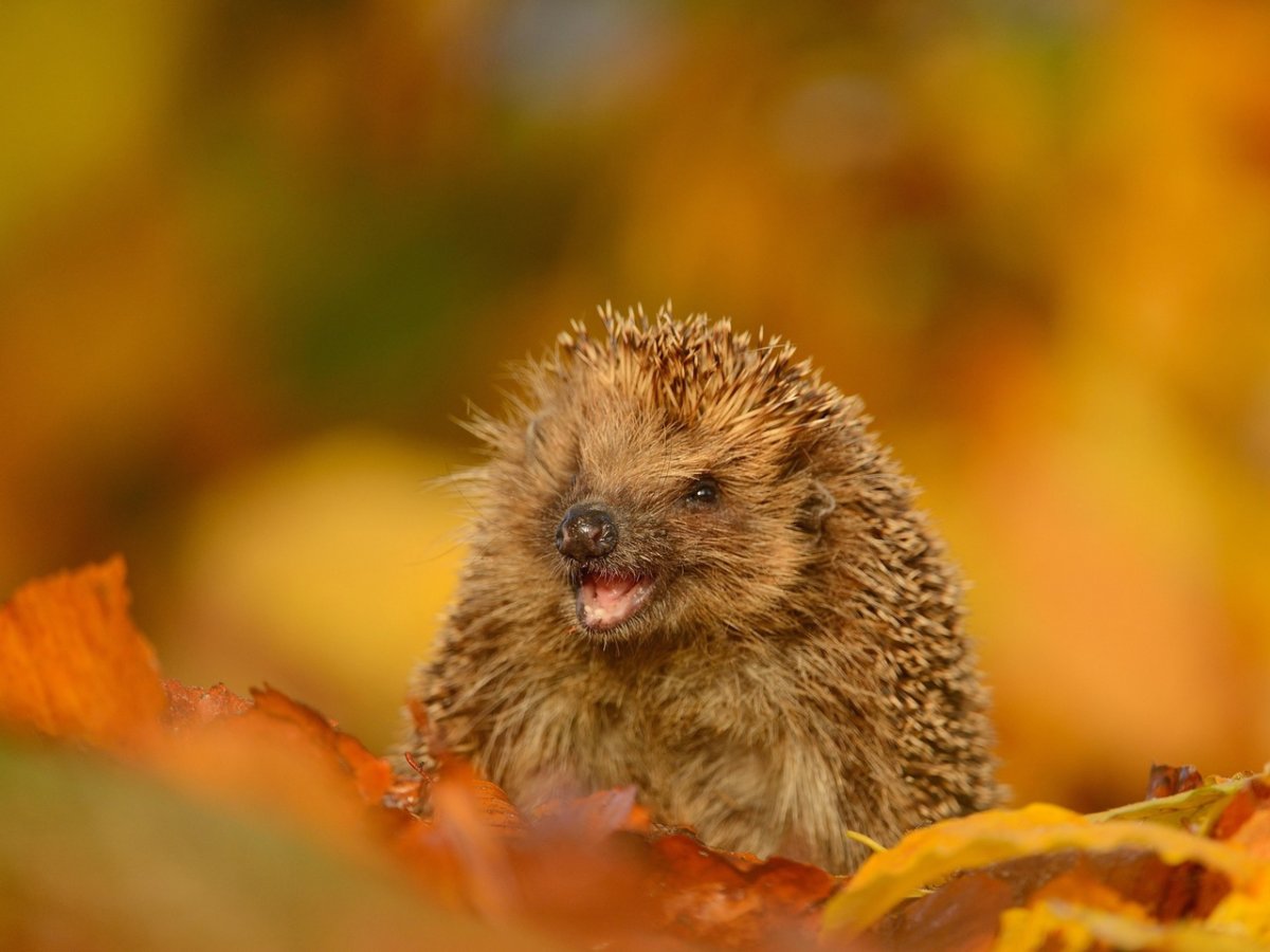 Ежик осенью