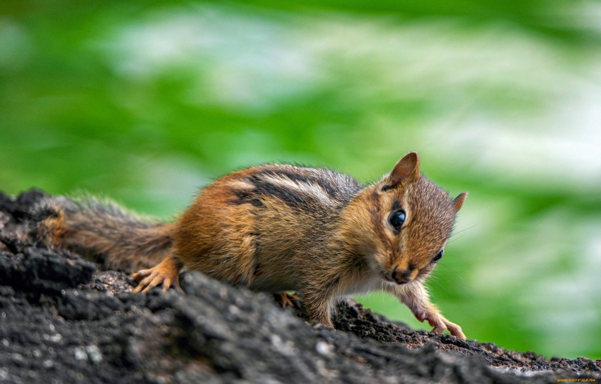 Бурундук Сибирский окрас