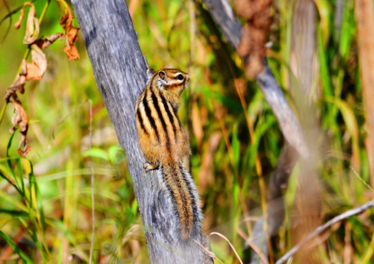 Бурундук Сибирский среда обитания