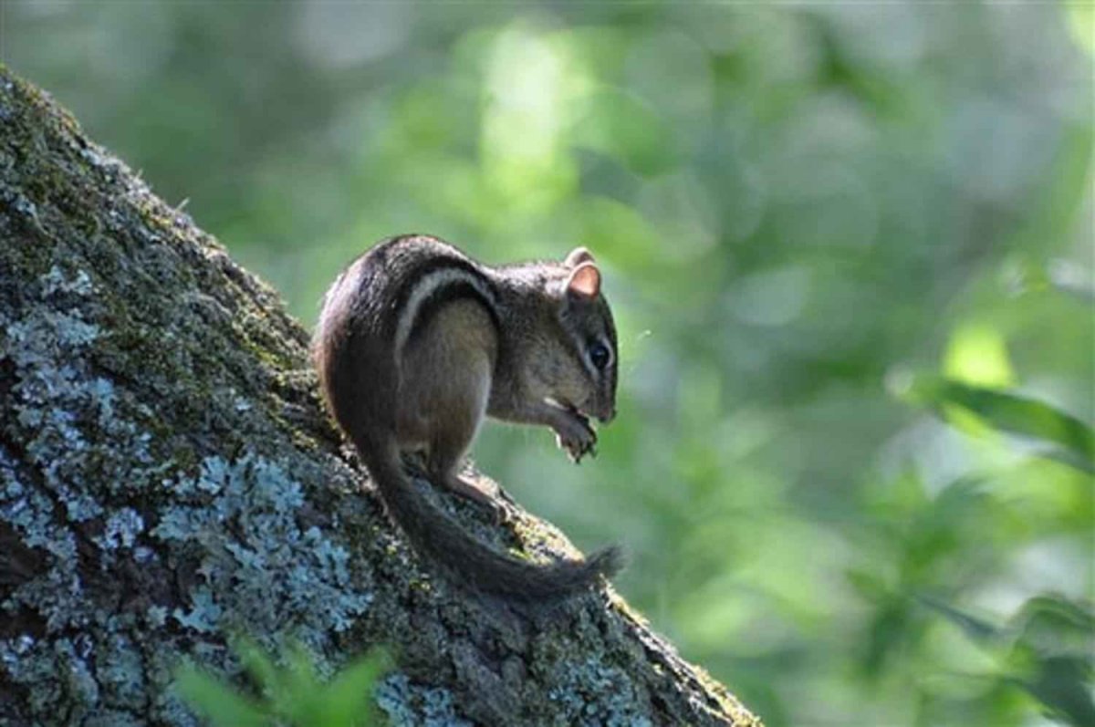 Рыжехвостый бурундук