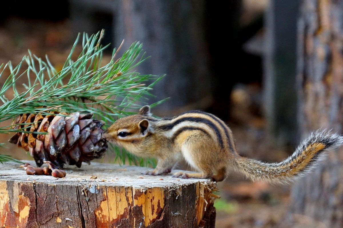 Бурундук Tamias