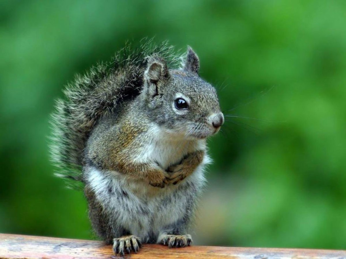 Белка Бурундуковая