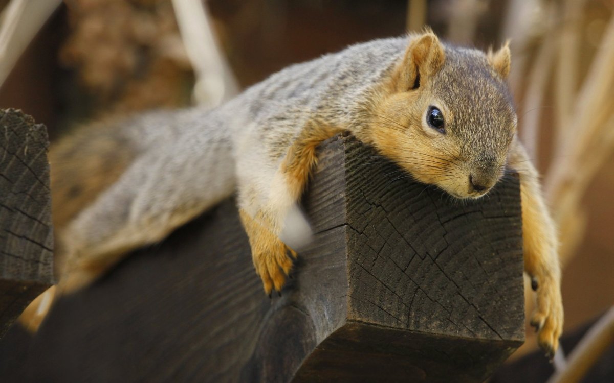 Белка лежит