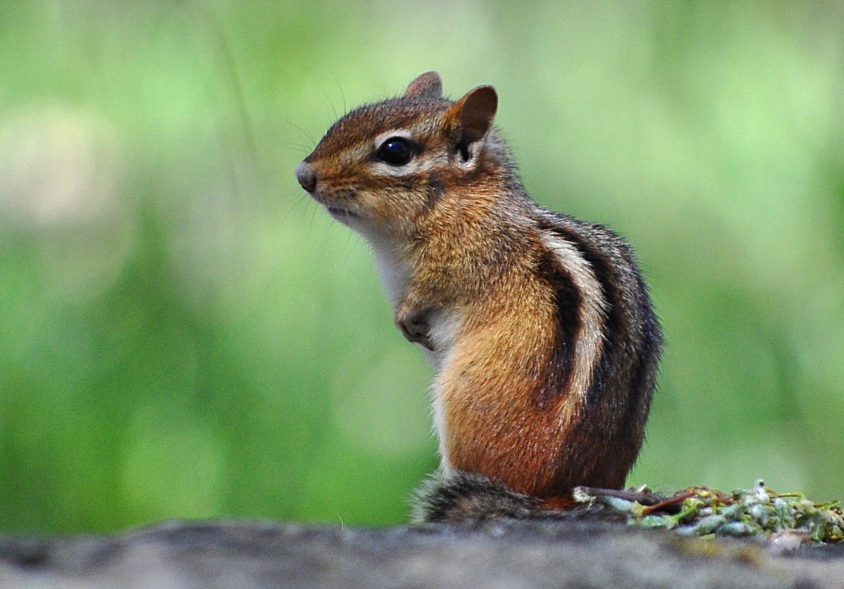 Бирский бурундук