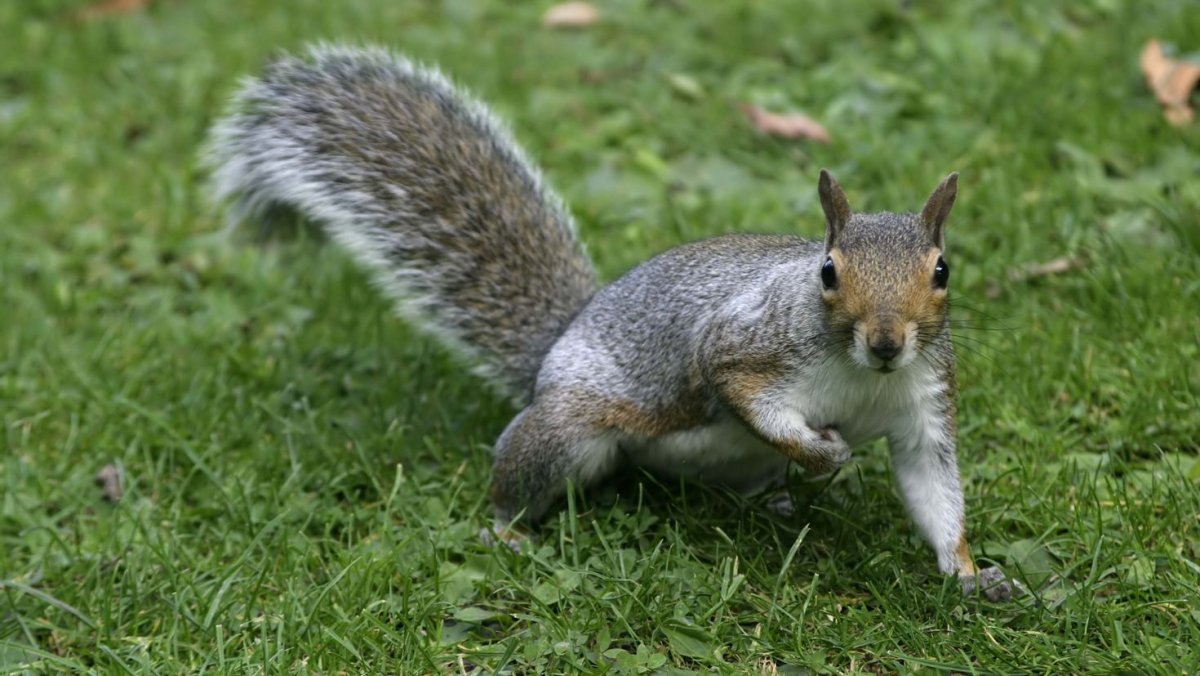 Животные тайги бурундук