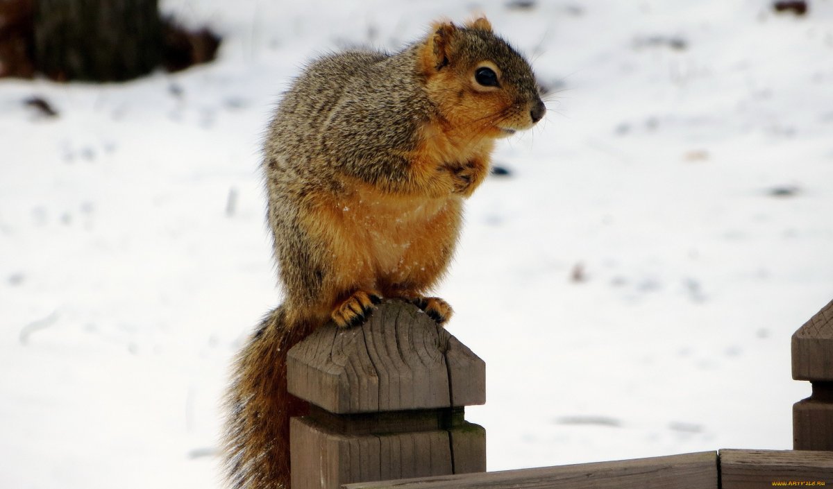 Белка картинки и Зебра