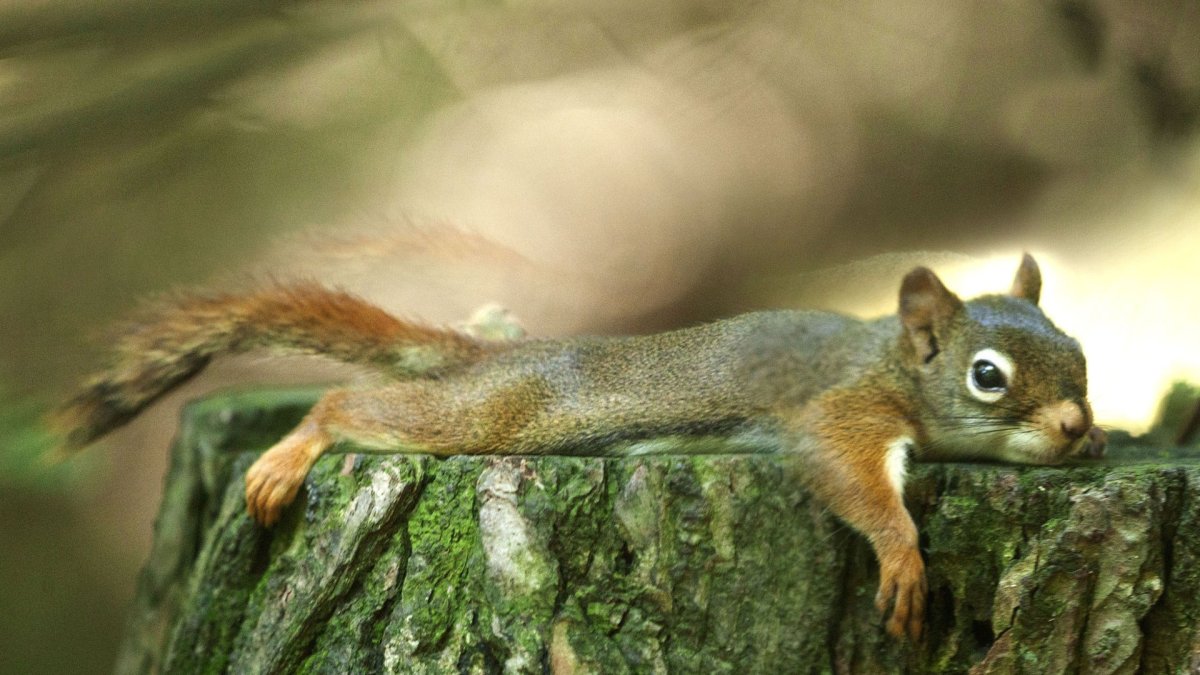 Белки с тонким хвостом