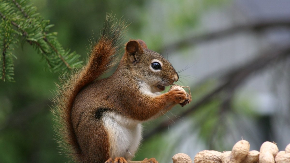 Сумчатый бурундук