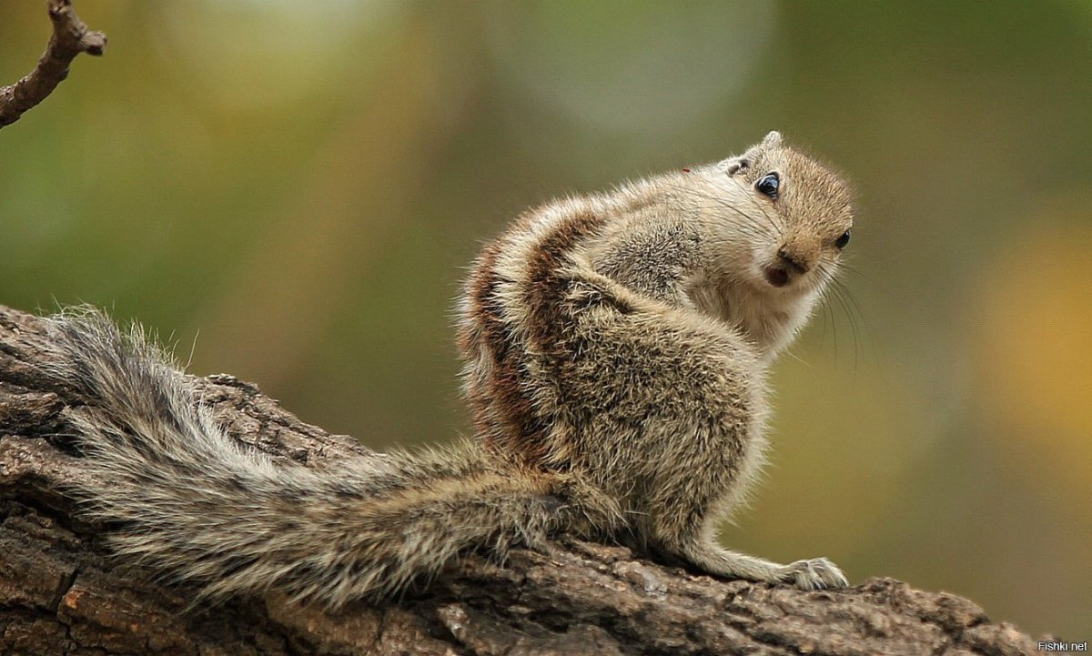 Малый бурундук (Tamias Minimus)