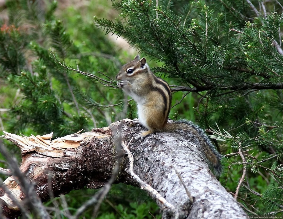 Краснохвостая белка