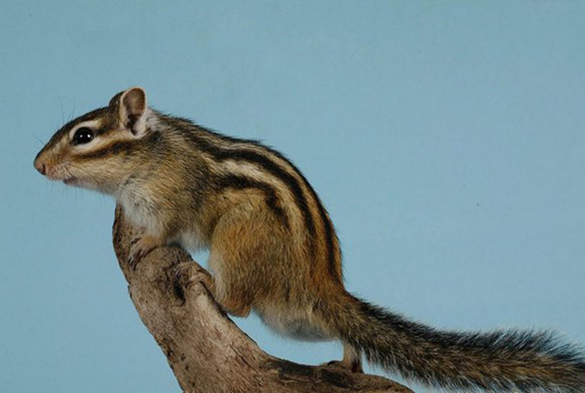 Бурундук Дальневосточный