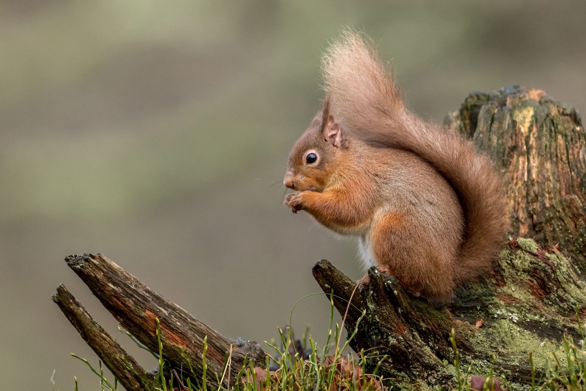 Рыжехвостый бурундук