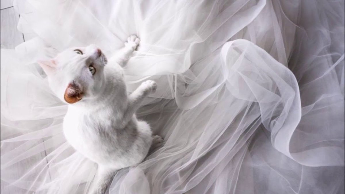 Кошка невеста