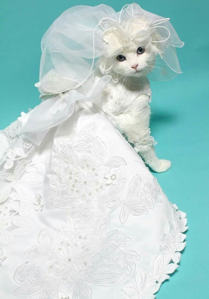 Кошка в свадебном платье