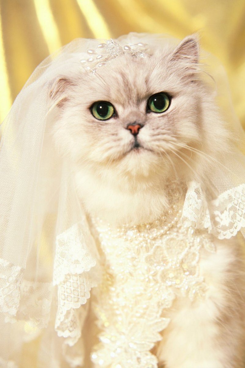 Кошка в свадебном платье