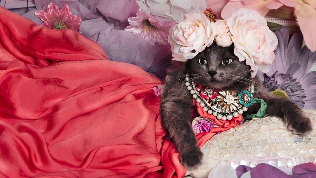 Коты живопись Сьюзен Херберт