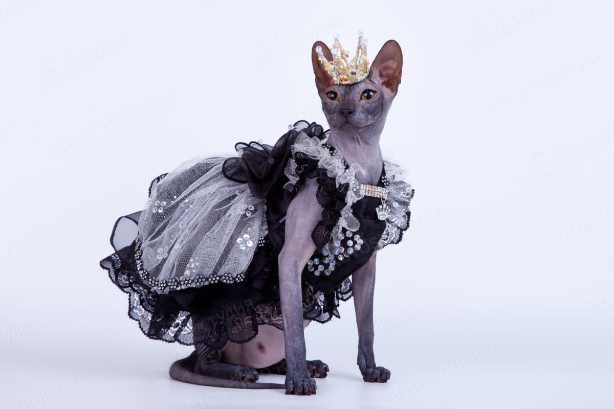 Котики в свадебных нарядах